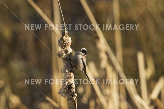 Long-tailed Tit 04