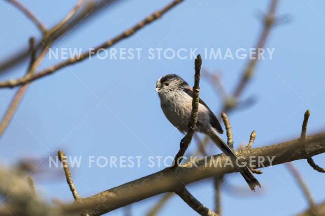 Long-tailed Tit 06