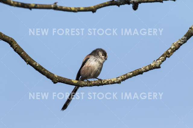 Long-tailed Tit 07