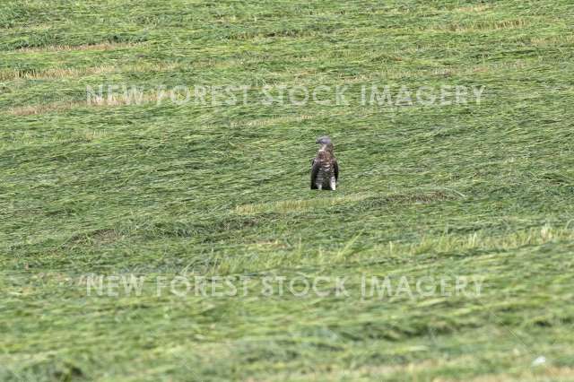 Honey Buzzard 02