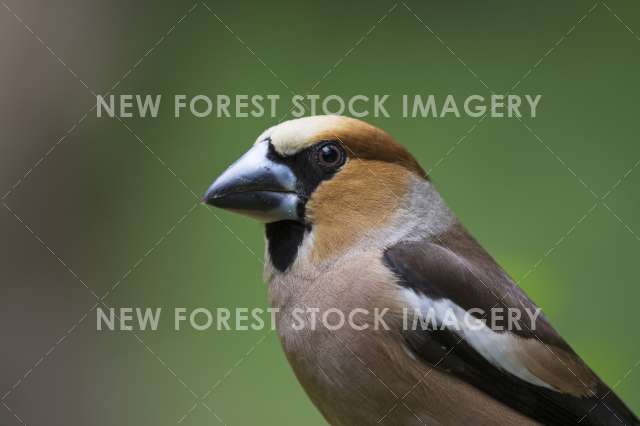 Hawfinch 09