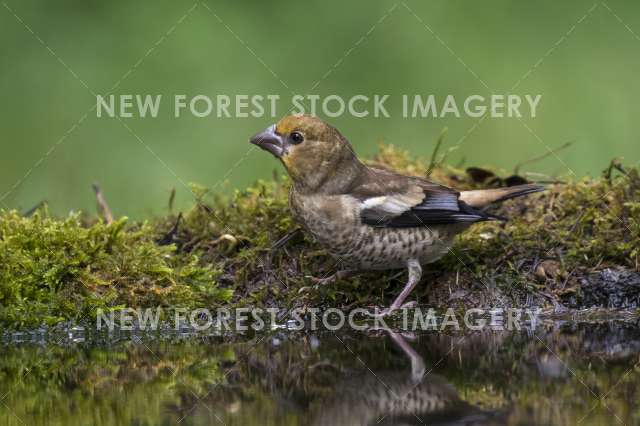 Hawfinch 10