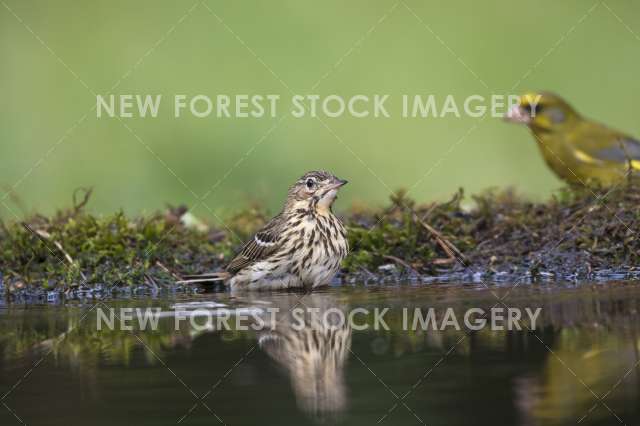 Tree Pipit 03