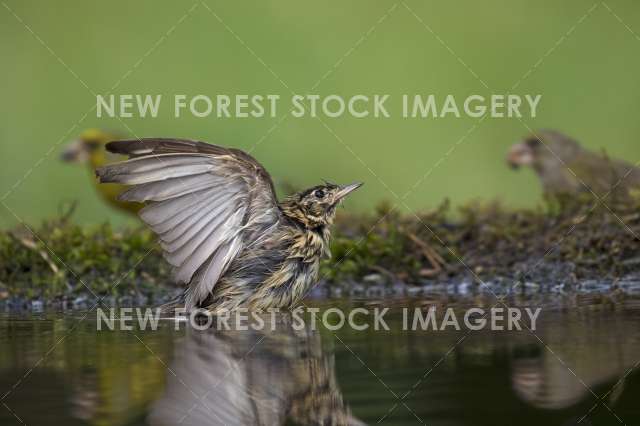 Tree Pipit 04