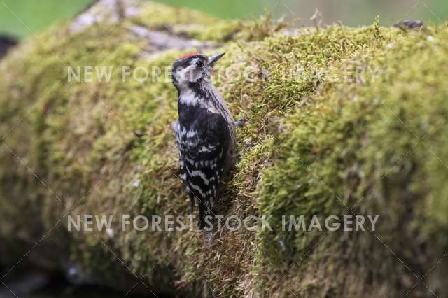 Lesser Spotted Woodpecker 02