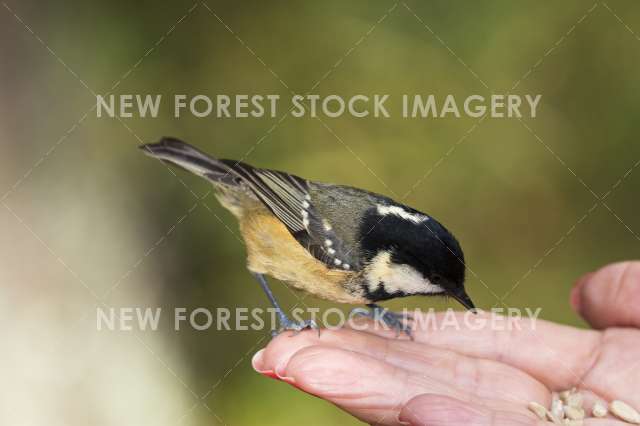 Coal Tit 11