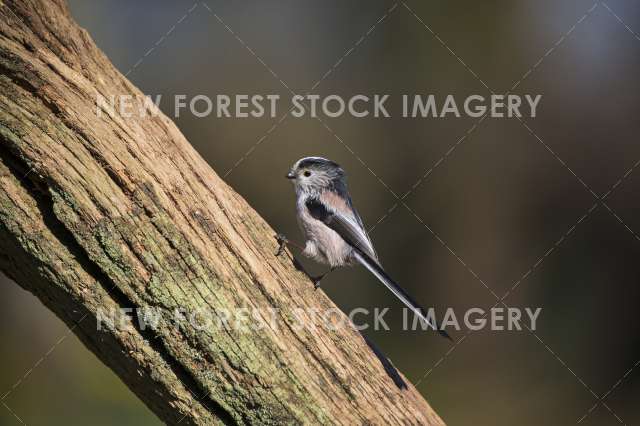 Long-tailed Tit 07