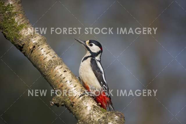 Great Spotted Woodpecker 09