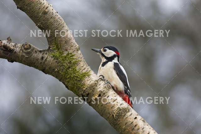 Great Spotted Woodpecker 10