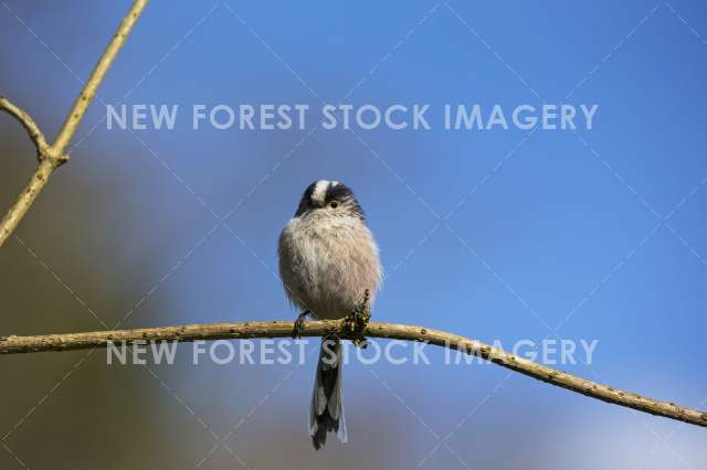 Long-tailed Tit 09