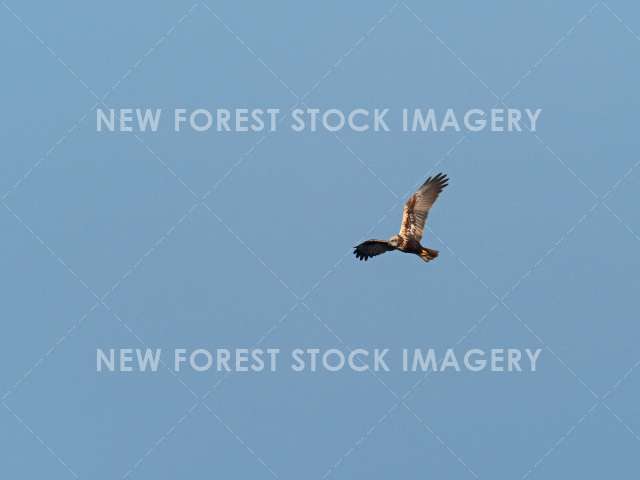 Marsh Harrier 02