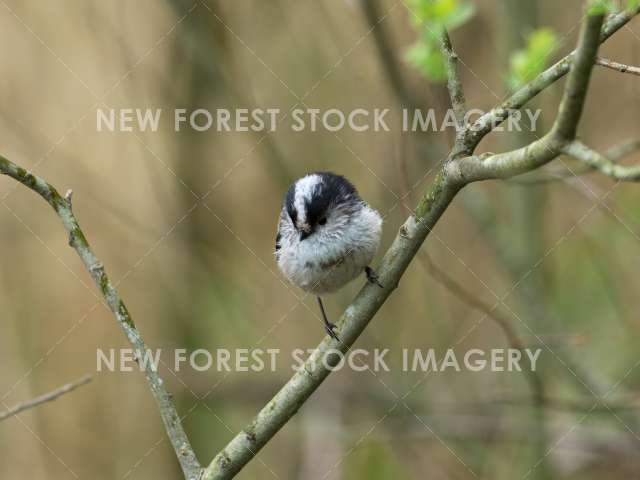 Long-tailed tit 11