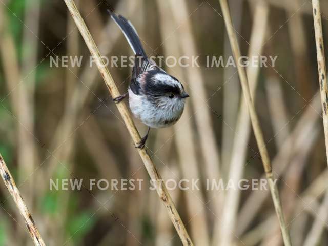 Long-tailed Tit 12