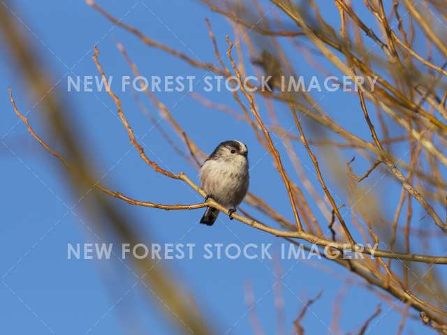 Long-tailed Tit 14