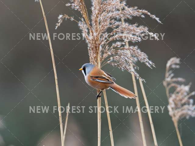 Bearded Tit 05