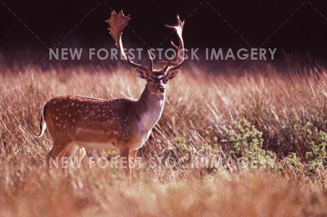 Fallow Deer27