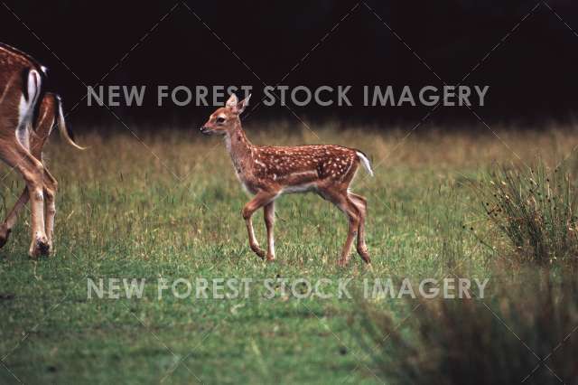 Fallow Deer 28