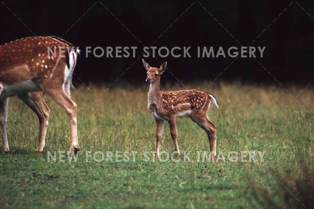 Fallow Deer 29