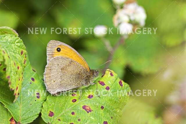 Meadow Brown 01