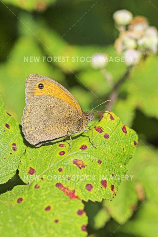 Meadow Brown 02