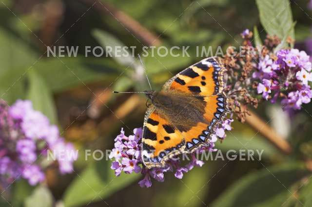 Small Tortoiseshell 01