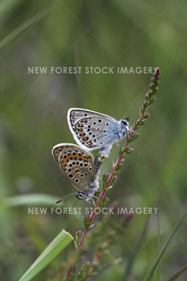 Silver Studded Blue 07