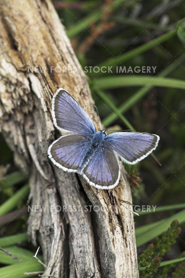 Silver Studded Blue 04