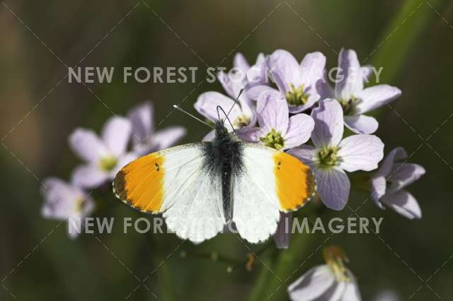 Orange Tip 01