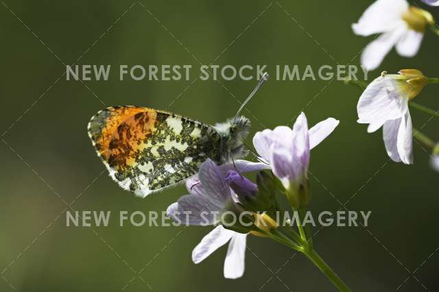 Orange Tip 02