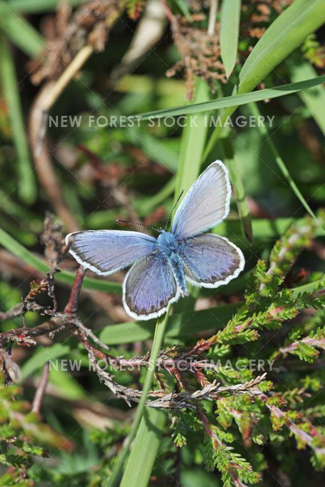 Silver Studded Blue 05