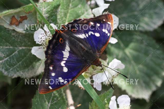 Purple Emperor 01