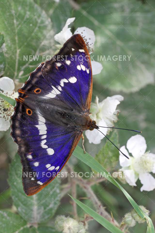 Purple Emperor 02 New Forest Stock Imagery