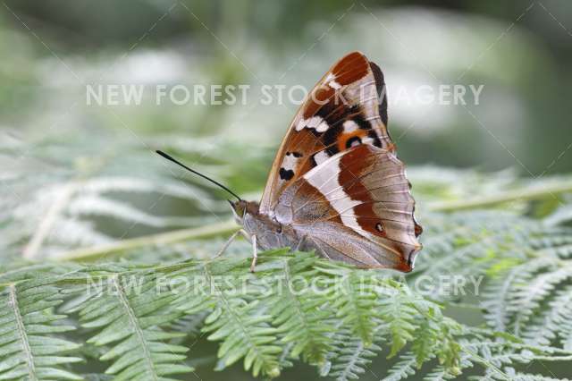 Purple Emperor 03