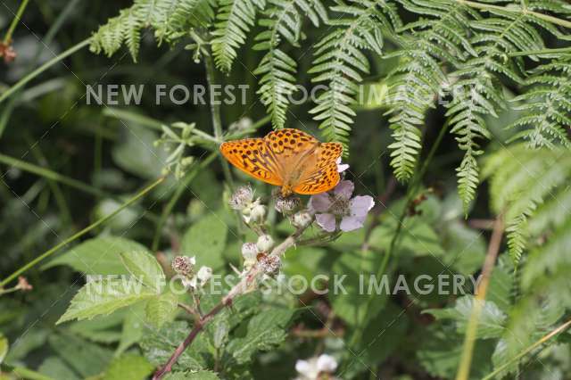 Silver-washed Fritillary 04