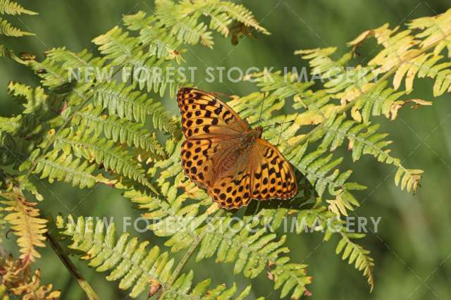 Silver-washed Fritillary 02