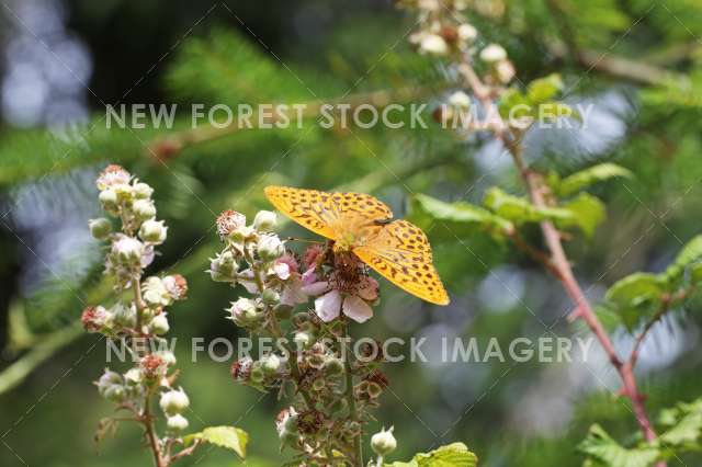 Silver-washed Fritillary 03