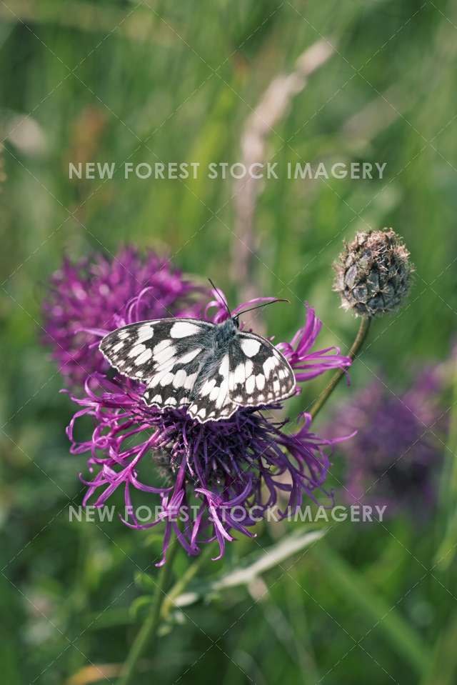 Marbled White 01