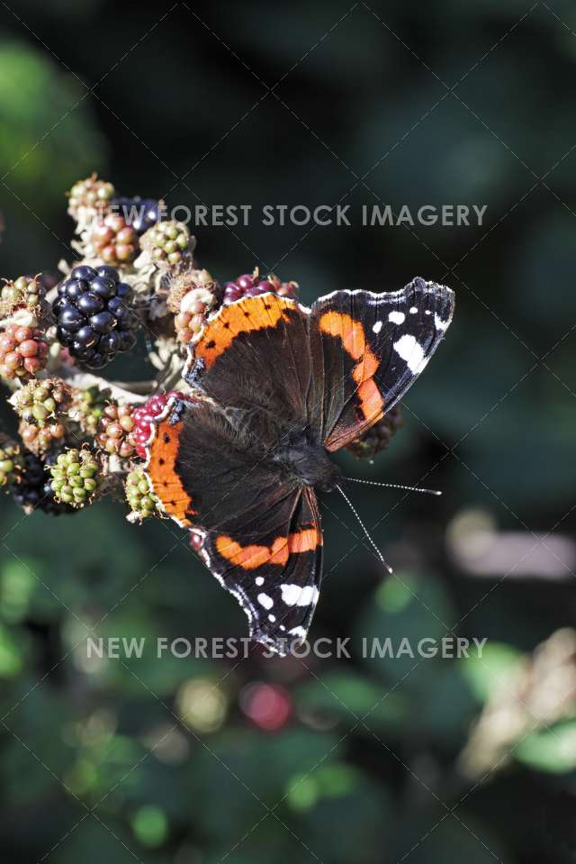 Red Admiral 02