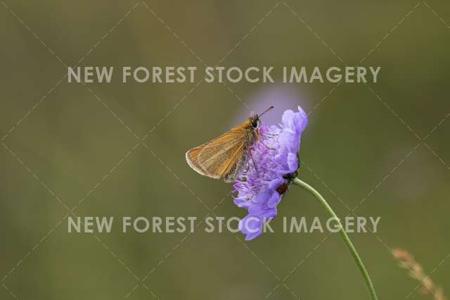 Small Skipper 02