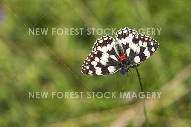 Marbled White 02