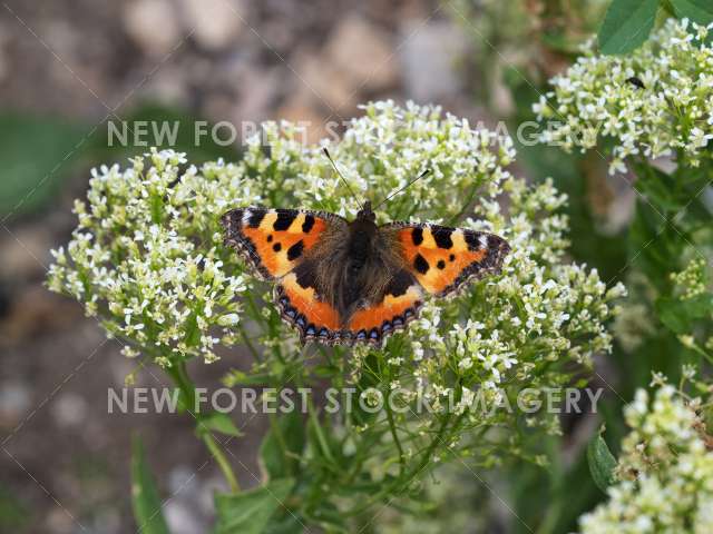 Small Tortoiseshell 02