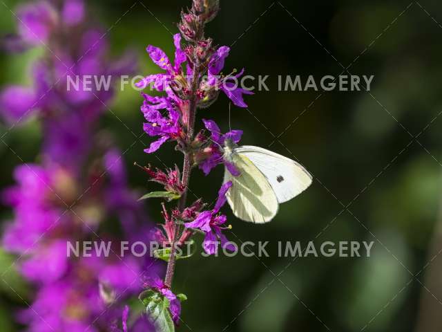 Large White 01