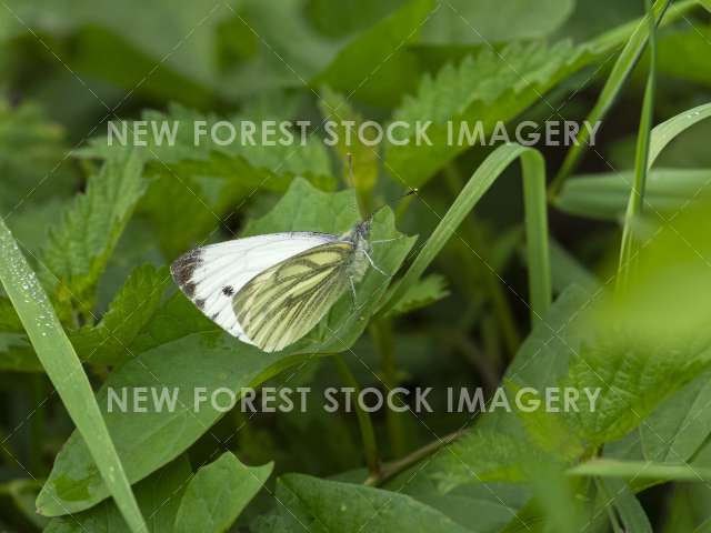 Green-veined White 01