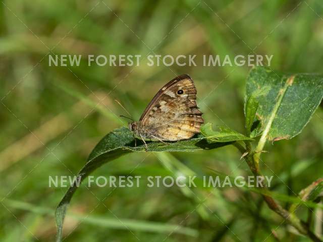 Speckled Wood 01