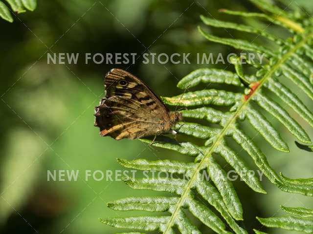 Speckled Wood 02