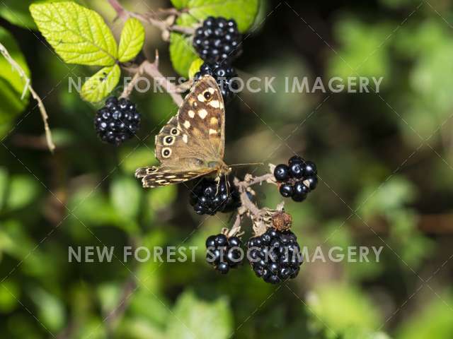 Speckled Wood 03