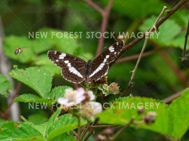 White Admiral 02