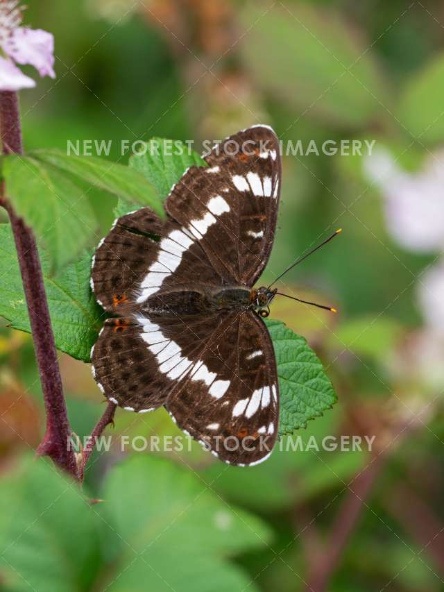 White Admiral 04