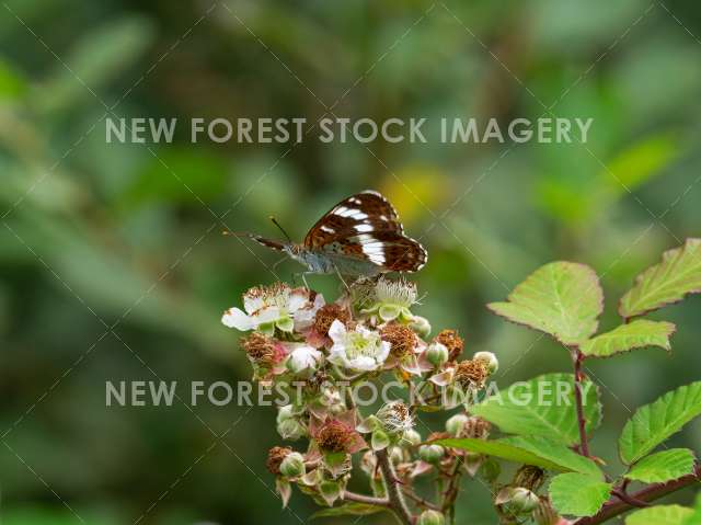 White Admiral 05