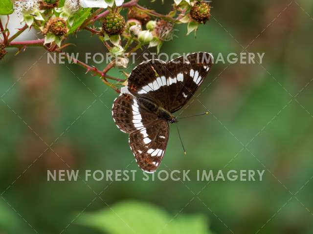 White Admiral 06